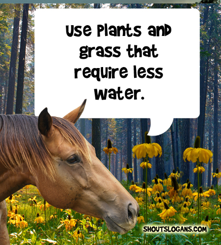 Use plants and grass that require less water.