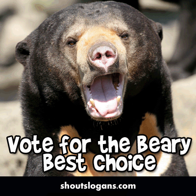 beary-best-choice